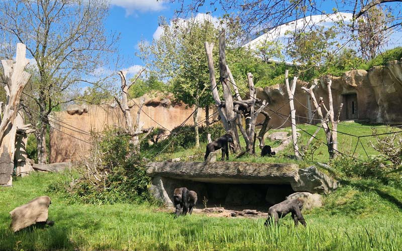 Menschenaffen im Pongoland