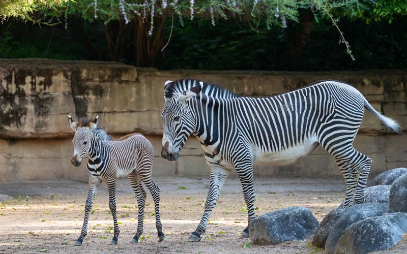 zebra-nachwuchs