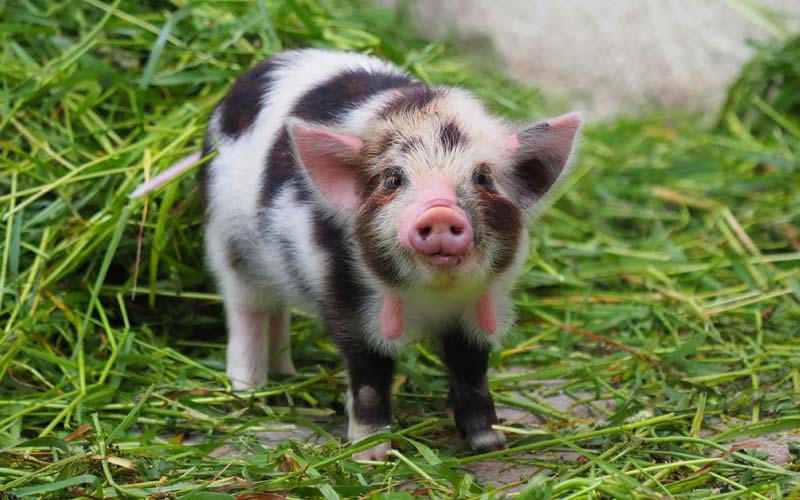 Kune-Kune-Schweinchen