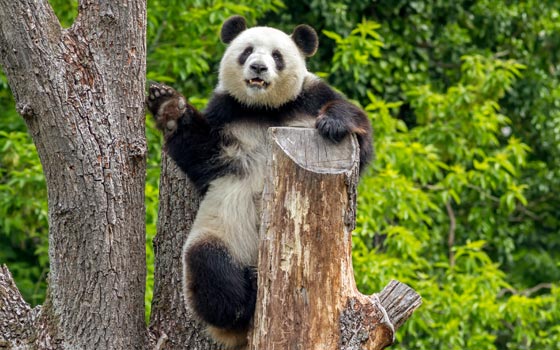 Panda © Zoo Berlin, Heiko Lehmann Panda © Zoo Berlin, Heiko Lehmann