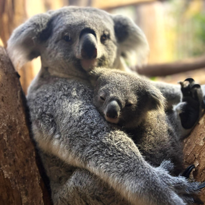 Nachwuchs bei den Koalas