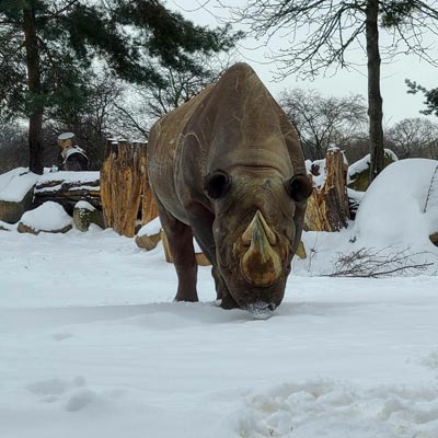 Nashorn entdeckt den Schnee