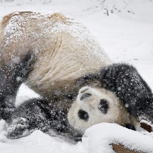 Panda-Männchen im Schnee
