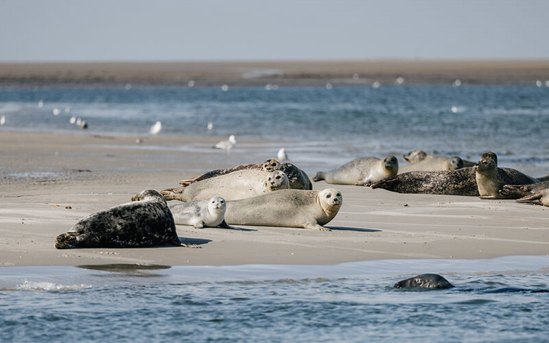 Robben am Norderoogsand