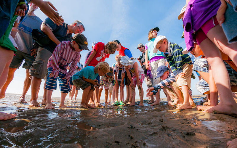 Wattwandern auf Föhr