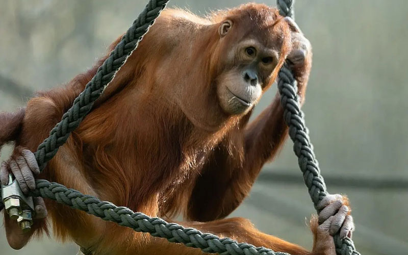 Fruehlingserwachen Sumatra-Orangutan